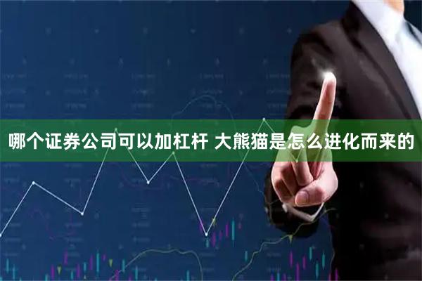 哪个证券公司可以加杠杆 大熊猫是怎么进化而来的